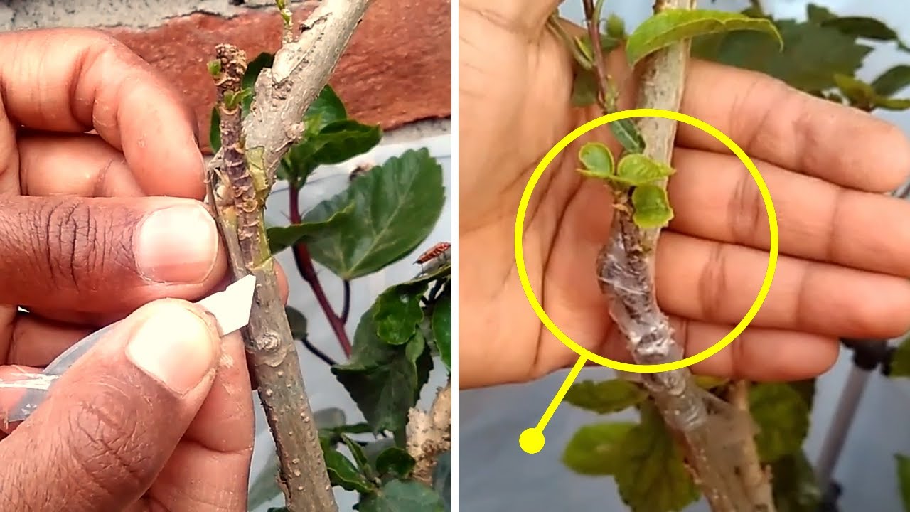 Easy way to graft the plant । YouTube