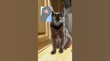 Cat Paw Pads: What Their Shape Reveals About Your Kitty’s Secret Personality!