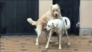 Central Asian Shepherd Dog Kratos and Turkish Akbash Lola. Very beautiful, large dogs.