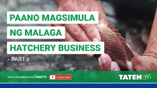 Paano Magsimula ng Malaga Hatchery Business - Part 2 | TatehTV Episode 76