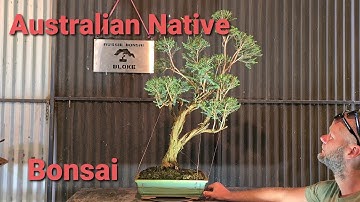 Australian Native Bonsai, Aussie Bonsai Bloke, Melaleuca Decussata Mallee style
