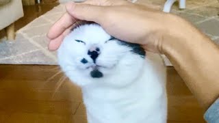 朝ご飯催促のニャーニャー攻撃が成功してご満悦な猫