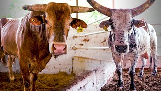 ¡¡ACARICIANDO AL TORO MAS PELIGROSO DE MEXICO!! UN RECORRIDO POR RANCHO CONDE