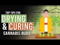 Tips to help you dry  cure your cannabis