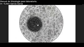 Manual de laboratorio C4 ACT5 Lisosoma MET.