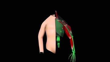 Muscle rigging with mo-cap data