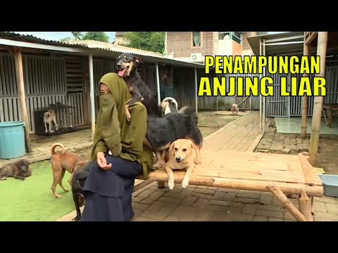 Video: ABC Mengadopsi Anjing Trah Dari Tempat Penampungan Hewan