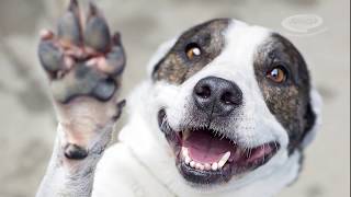 Animal Welfare League Qld - Getting 2 Zero