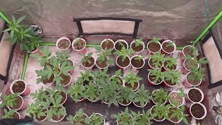 Growing With Dubz S8 Ep.3 Seedling Stage of The 5x5 Earthbox Tent!!!! (Skunk Run)
