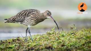 WEBINAR: Curlew diets