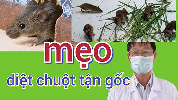 Cách diệt chuột tận gốc không hóa chất tại nhà