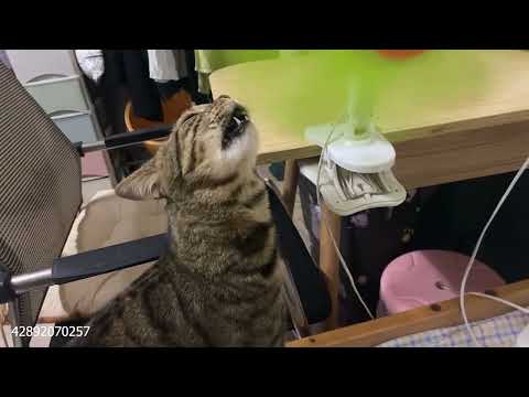 Cat Is A Born Comedian Funny Cats Videos 2025