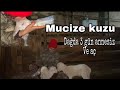 YENİ YILA MUCİZE BİR KUZU İLE BAŞLAMAK 🤩🐑 annesi dağda bırakıp gitmiş