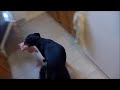 Useless Dog Trick: Take Care Of The Baby