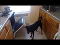 Useless Dog Trick: Take Care Of The Baby