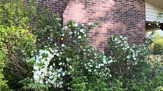 My Japanese Dogwood is blooming #garden#plants#free#spring