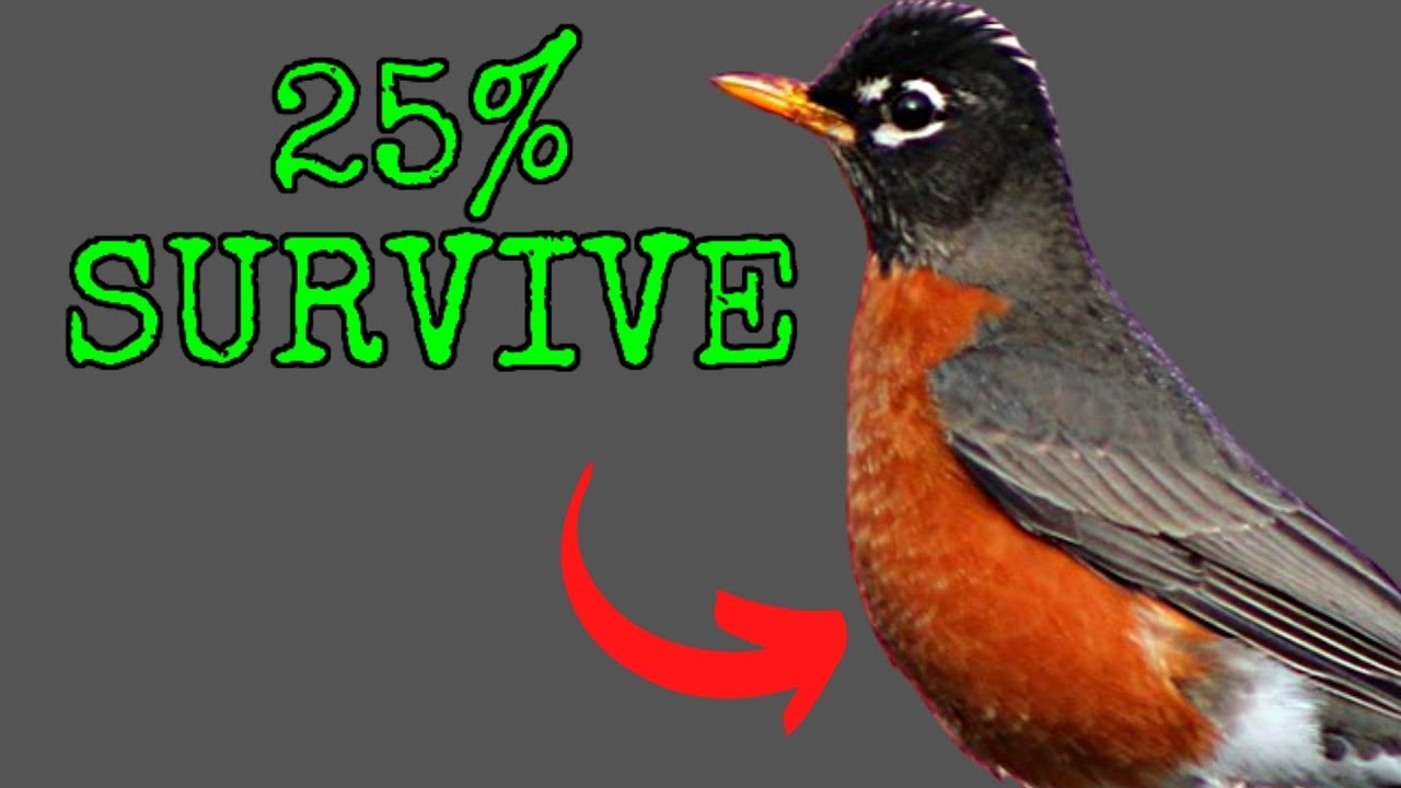 Backyard bird of the month for December: American Robin - Maine ...