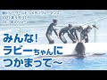 みんな！ラビーちゃんにつかまって〜！【2021年5月31日朝14:00のショー】Orca performance, Kamogawa Sea World, Japan