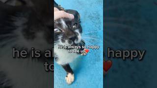 Kindness changes everyone, even a kitten abandoned by a mother cat💔🩵 #tiktok #shorts #positivevibes