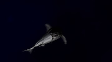 LightWave 3d 11.6 _Shark