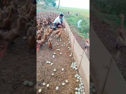 Video: Menjaga Tanaman Aman Dari Bebek Dan Angsa – Menanam Tanaman Bukti Angsa Dan Bebek