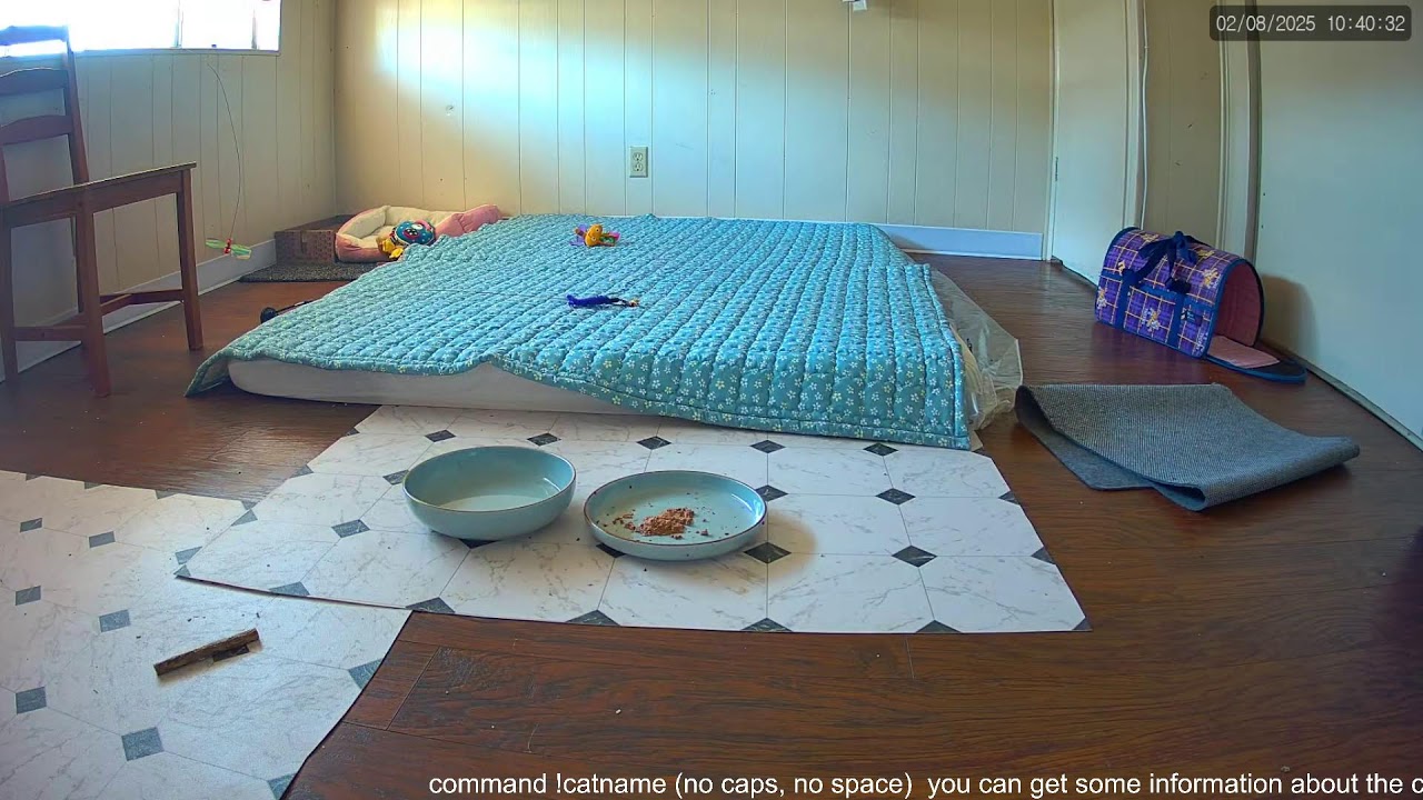 Cat Live Stream - Hungry Cat Station