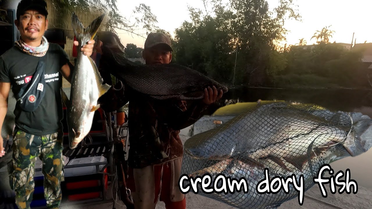 Ang lalakas nila || CREAM DORY FISH | putol Ang mga tiksay dart namin