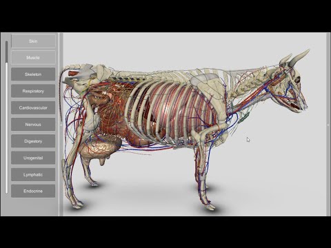 Video: Ką daro karvės slanksteliai?