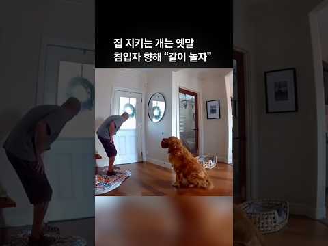 집 지키는 개는 옛말 침입자 향해 "같이 놀자"
