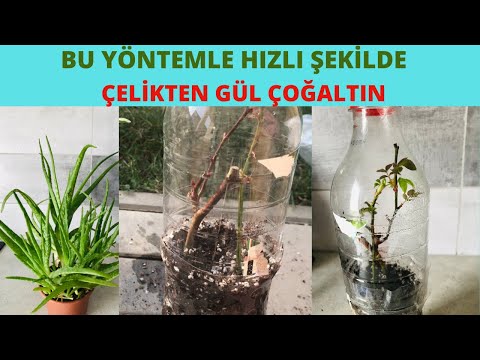 Çelikten Hızlı Gül Köklendirme Yöntemi/Aloe Vera ile Gül Çoğaltma/ Gül çoğaltma / Gül Fidesi çoğalt