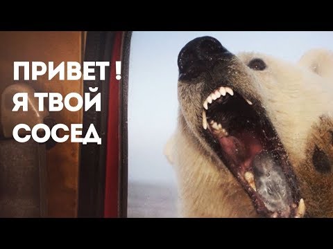 Чукотский поселок отбивается от белых медведей