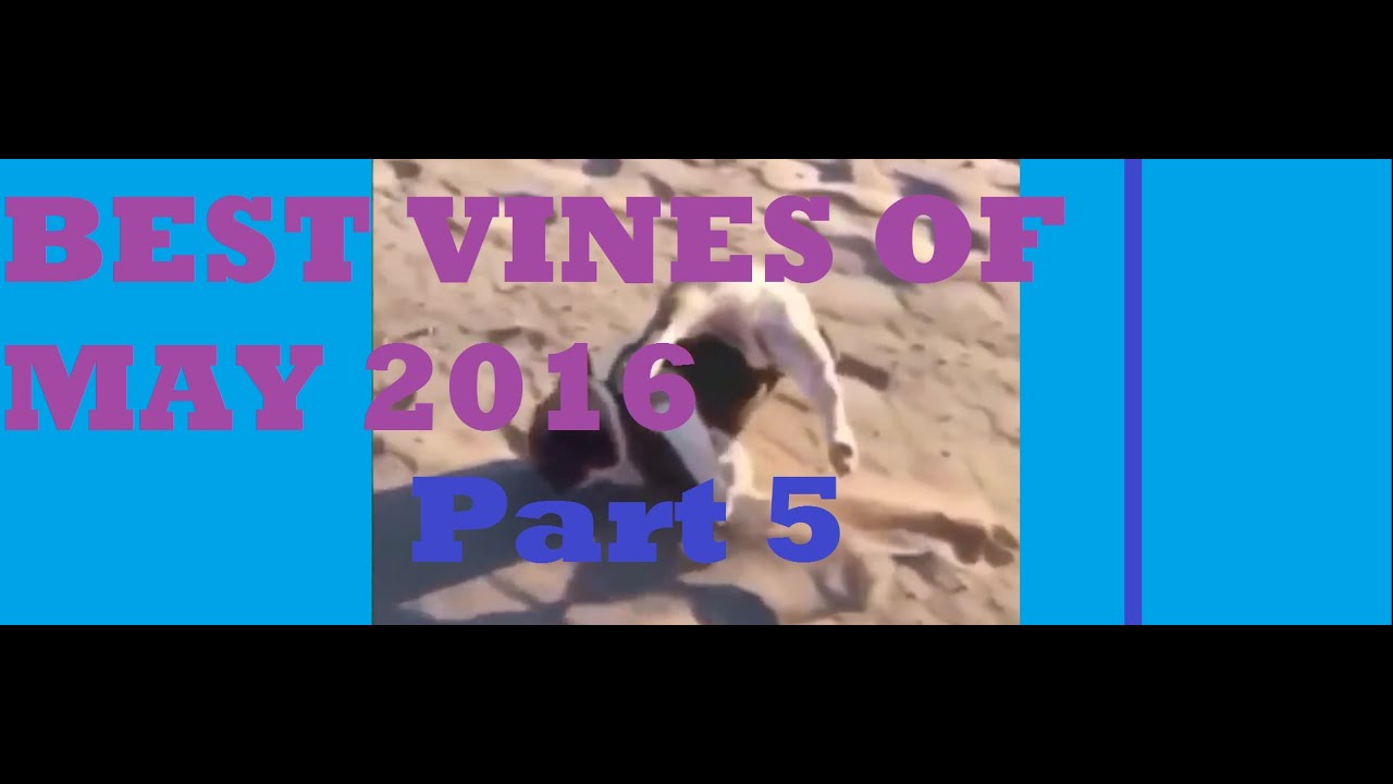 Best Vines Of May 2016 Part 5 Funny Video Compilation Youtube