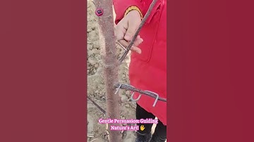 Bonsai BENDER: Watch Him Sculpt Trees With Just Tiny Wires! 🌳 wire🤯 #BonsaiArt #TreeShaping