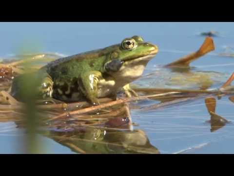 Video: Superdieet: buik en kikkers verwijderen we in een week