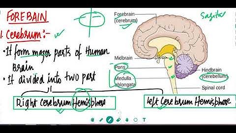 Neural control and coordination for class 11 th , NEET , AIIMS || Biology class 11th  nervous system