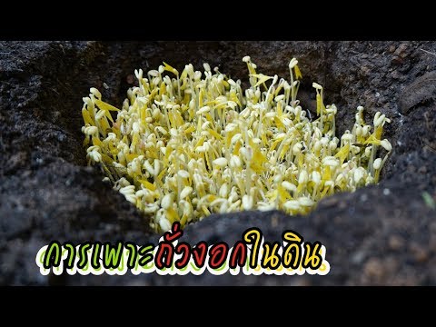 วิธีเพาะถั่วงอกในดิน bean sprouts l Poohnoii