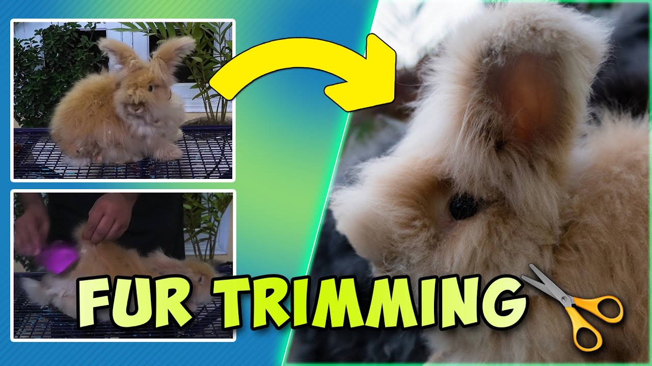 Trimming Rabbits Trimming Fur of Bunnies | Trick & Tip for Home Grooming | Bunnies fur ...
