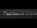 How to label gel electrophoresis pictures for thesis and research articles