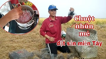 Đi bẫy chuột về nhún mẻ đặt sản miền Tây. "Quất cúm núm" Minh khôi vlogs