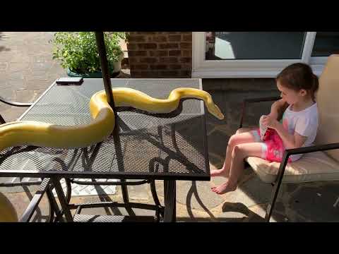 Alfresco handling and dining with Reticulated Python (Full video)