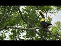 Tucán Pico Castaño (Ramphastos ambiguus) - Yellow-throated Toucan - Toucan tocard