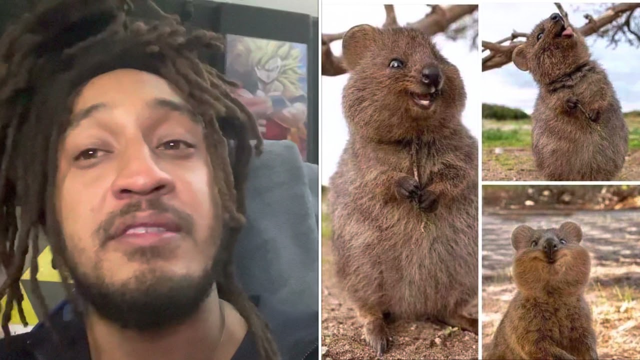 The Quokka Throws Baby Grenades😩👩‍🍼 PatGeo YouTube