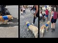 Les spcificits dducation des chiens dassistance en milieu urbain