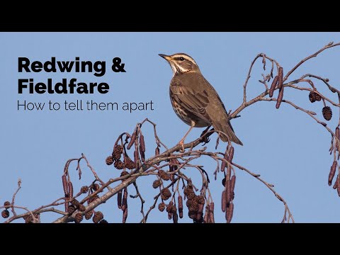 BTO Garden BirdWatch - Telling apart Redwing and Fieldfare