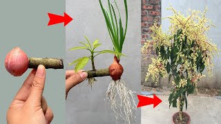 UNIQUE TECHNIQUE for propagating mango trees with onions, stimulating fruit production the fastest