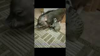 Timon And Pumba Is Real