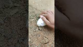 🐇✨Hashtags: #bunnylife #rabbitsofinstagram #viralshorts #cuteness #minirabbit #pet #shortsfeed