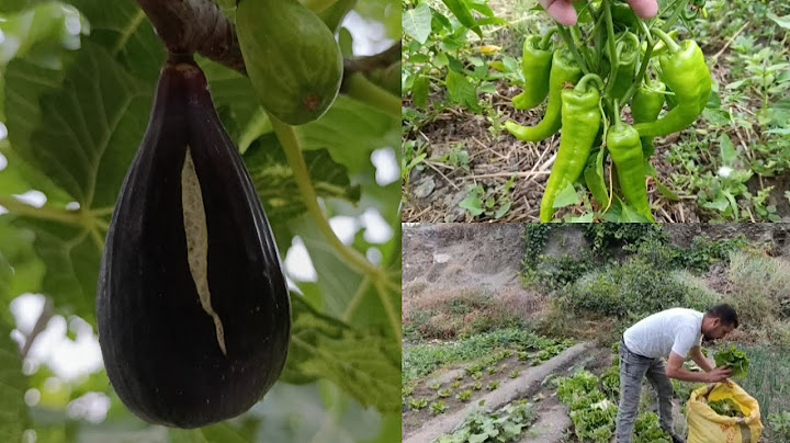 الله بارك اجيو تشوفو خيرات واد غيس إقليم الحسيمة الفلاح التقليدية#اكسبلور