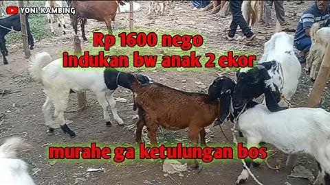 Rp1600 nego❗indukan bawa anak 2 ekor❗di pasar krakal kebumen jateng