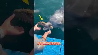 The Dolphin Saved His Wife